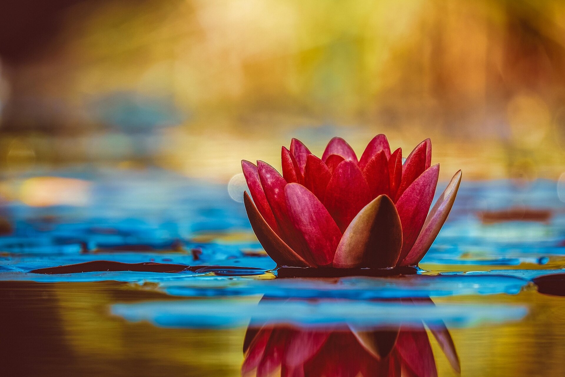 Water Lily 3784022 1920
