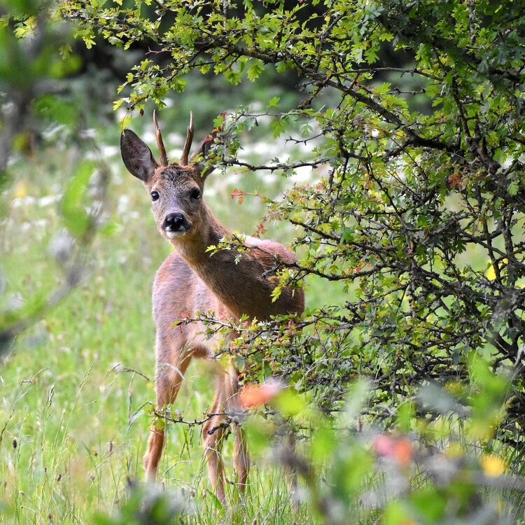 Parco Nazionale delle Dolomiti Bellunesi