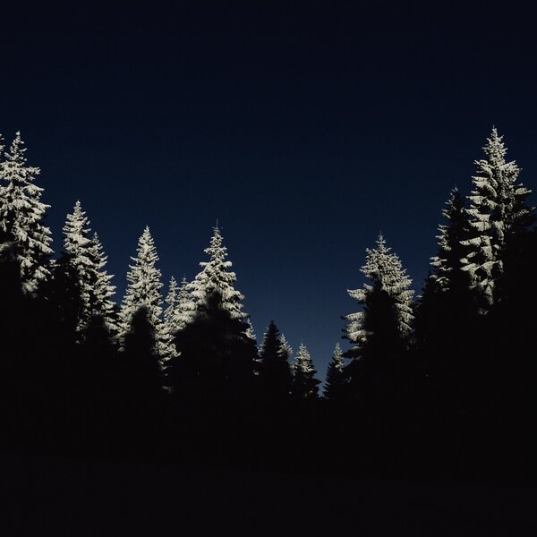 Trees 1866597 1920